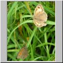 Maniola jurtina - Grosses Ochsenauge 17.jpg